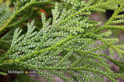 Thujopsis dolabrata 'Jurassic Park' Japanese Asunaro Rare Conifer - Mr Maple │ Buy Japanese Maple Trees