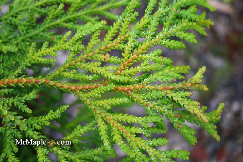Thujopsis dolabrata 'Jurassic Park' Japanese Asunaro Rare Conifer - Mr Maple │ Buy Japanese Maple Trees
