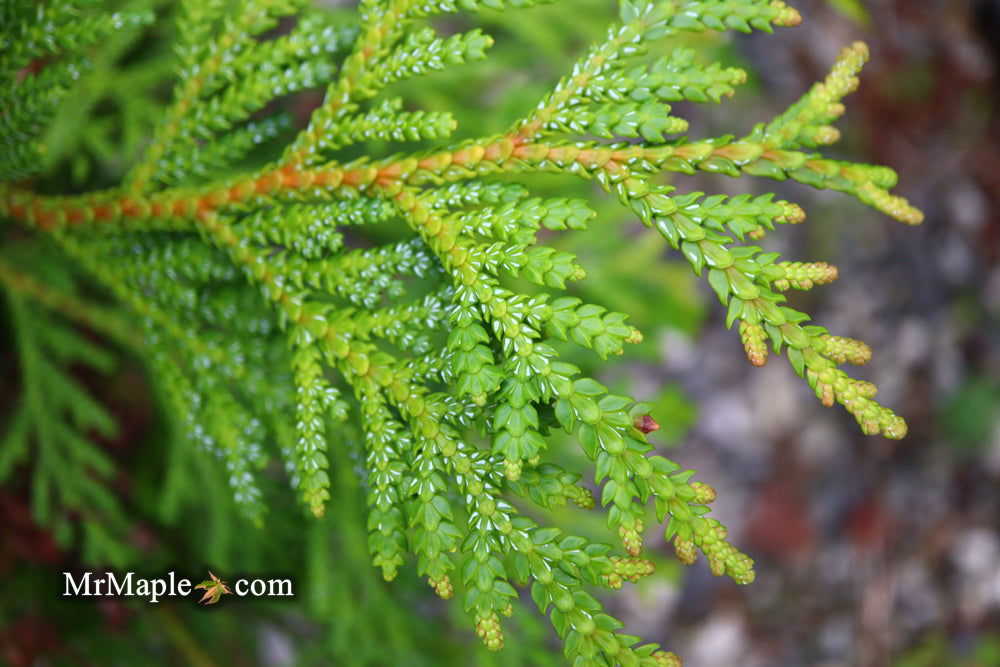 Buy Thujopsis dolabrata 'Jurassic Park' Japanese Asunaro Rare
