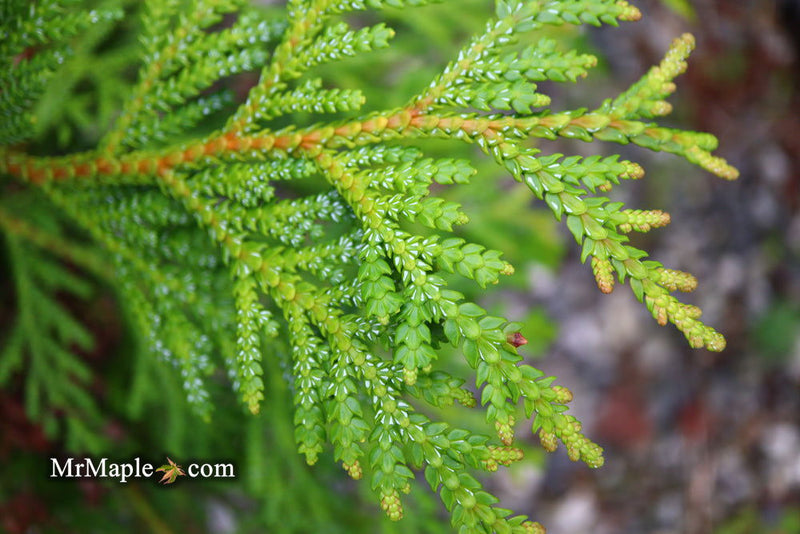 Thujopsis dolabrata 'Jurassic Park' Japanese Asunaro Rare Conifer - Mr Maple │ Buy Japanese Maple Trees