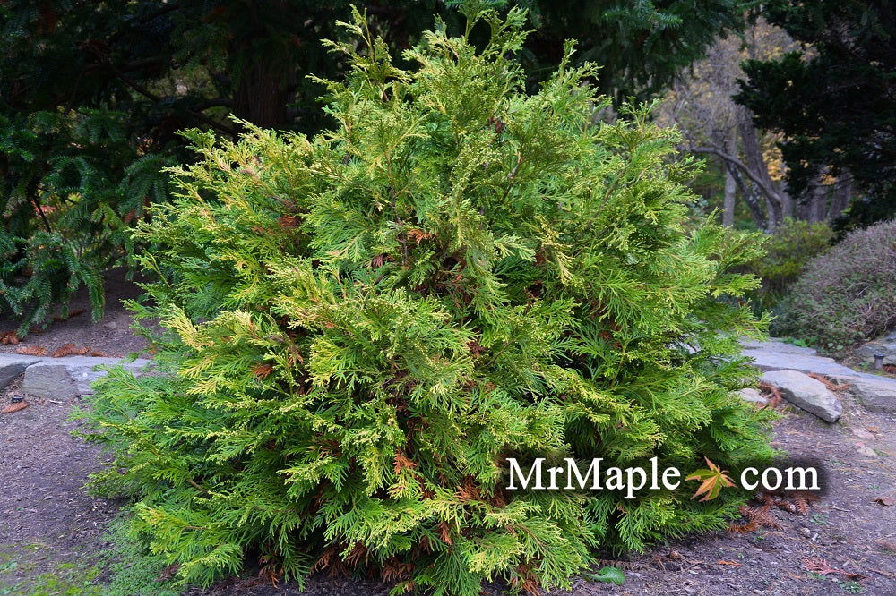 Buy Thujopsis dolabrata 'Nana' Dwarf Japanese Asunaro — Mr Maple