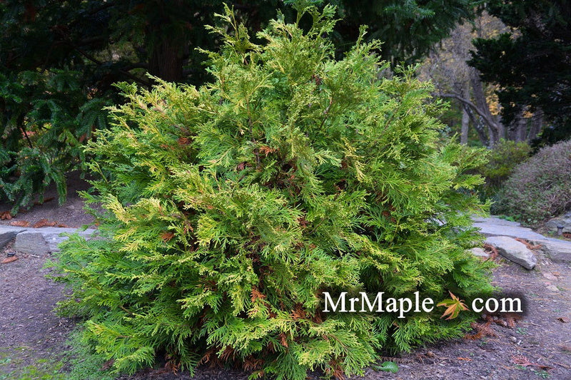 Thujopsis dolabrata 'Nana' Dwarf Japanese Asunaro - Mr Maple │ Buy Japanese Maple Trees