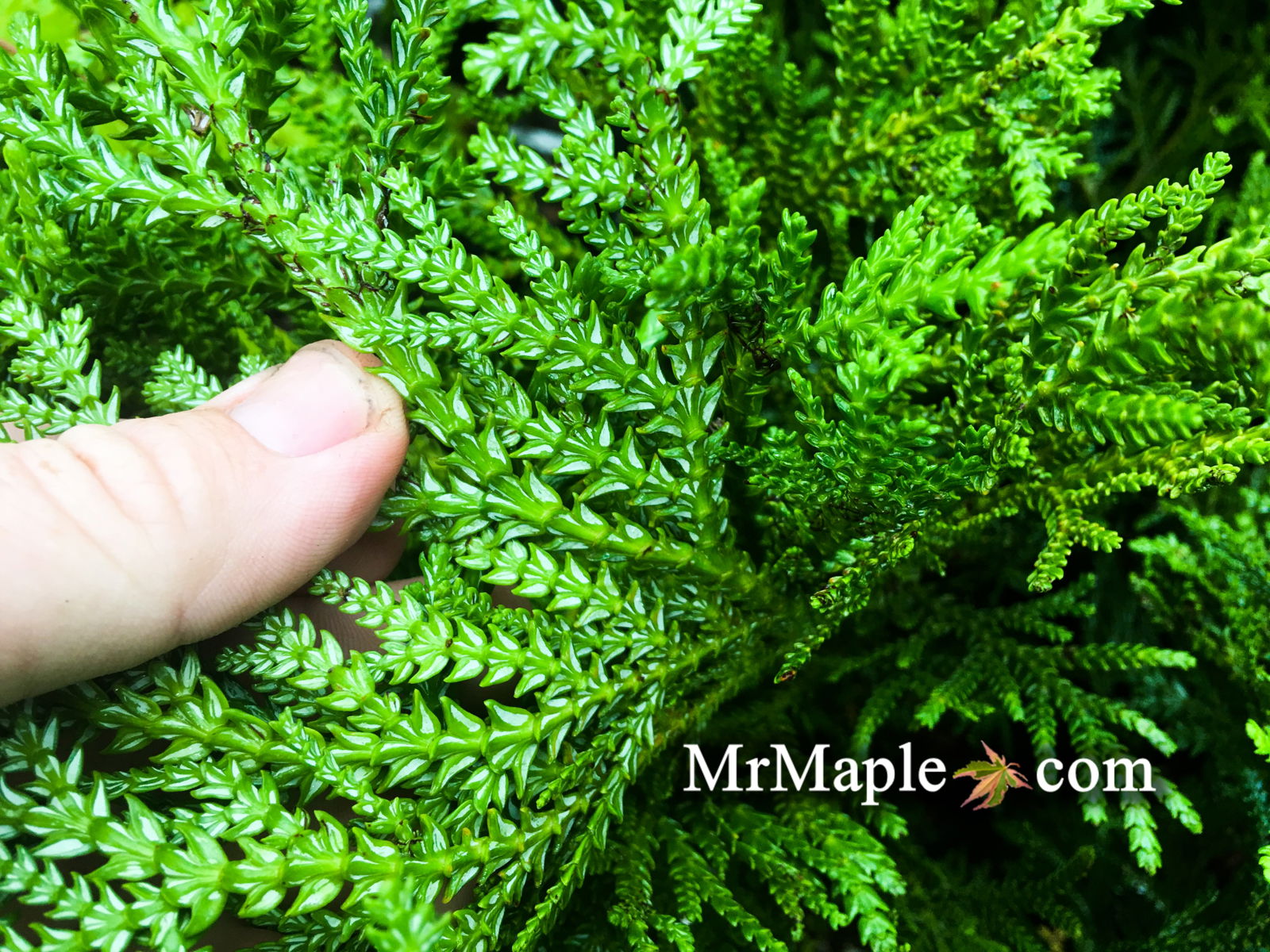 Buy Thujopsis dolabrata 'Nana' Dwarf Japanese Asunaro — Mr Maple