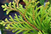 Thujopsis dolabrata 'Nana' Dwarf Japanese Asunaro - Mr Maple │ Buy Japanese Maple Trees