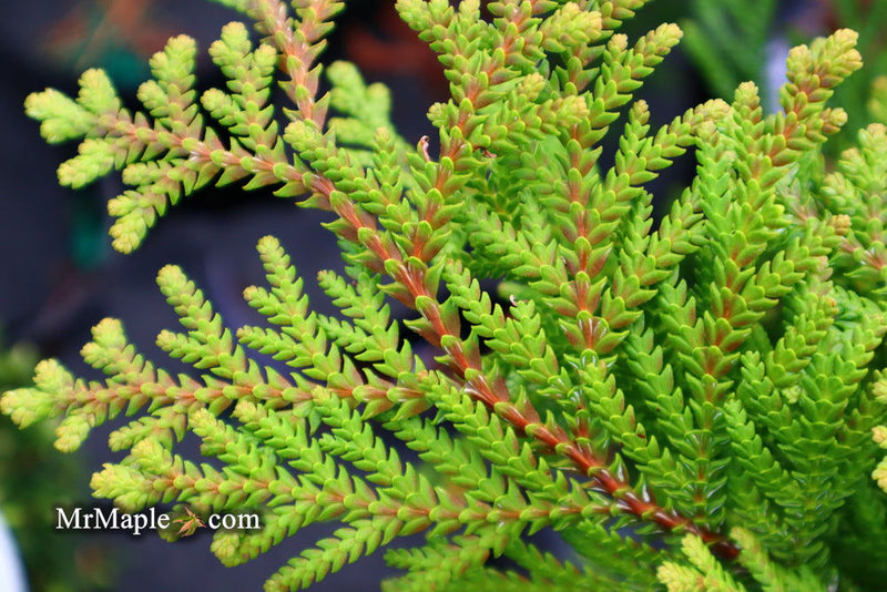Thujopsis dolabrata 'Nana' Dwarf Japanese Asunaro - Mr Maple │ Buy Japanese Maple Trees