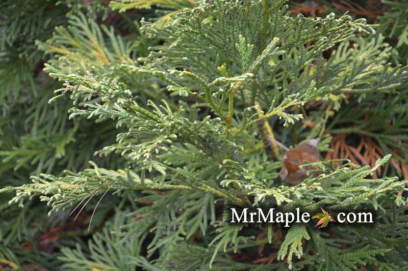 Thujopsis dolabrata 'Nana' Dwarf Japanese Asunaro - Mr Maple │ Buy Japanese Maple Trees