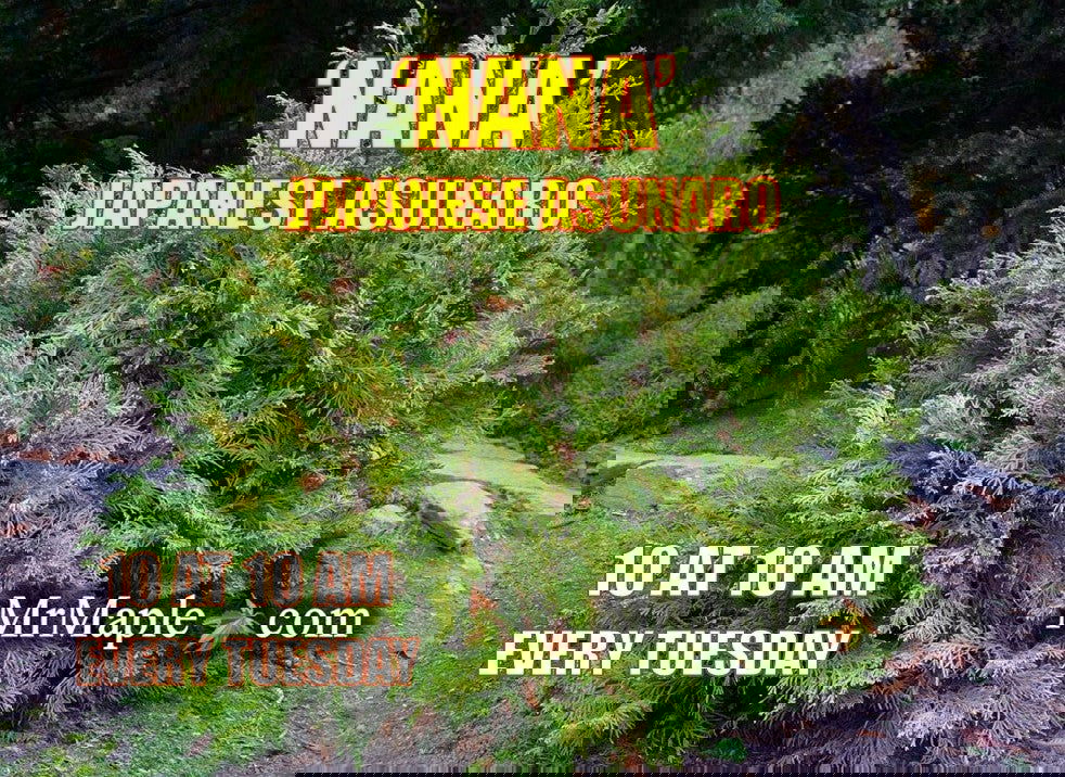 nanana-ya10オリーブ38ロングタイプ KONA BIKES 2021 | MTB | MTB HARDTAIL | Lana'i