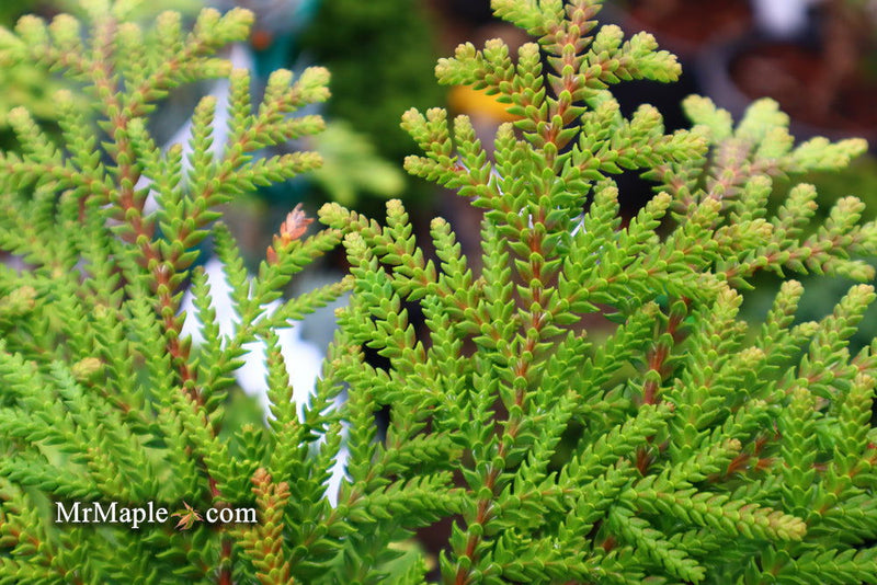 Thujopsis dolabrata 'Nana' Dwarf Japanese Asunaro - Mr Maple │ Buy Japanese Maple Trees