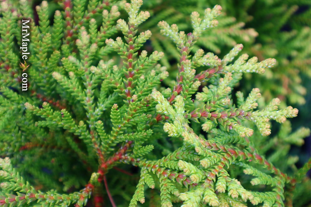 Buy Thujopsis dolabrata 'Nana' Dwarf Japanese Asunaro — Mr Maple
