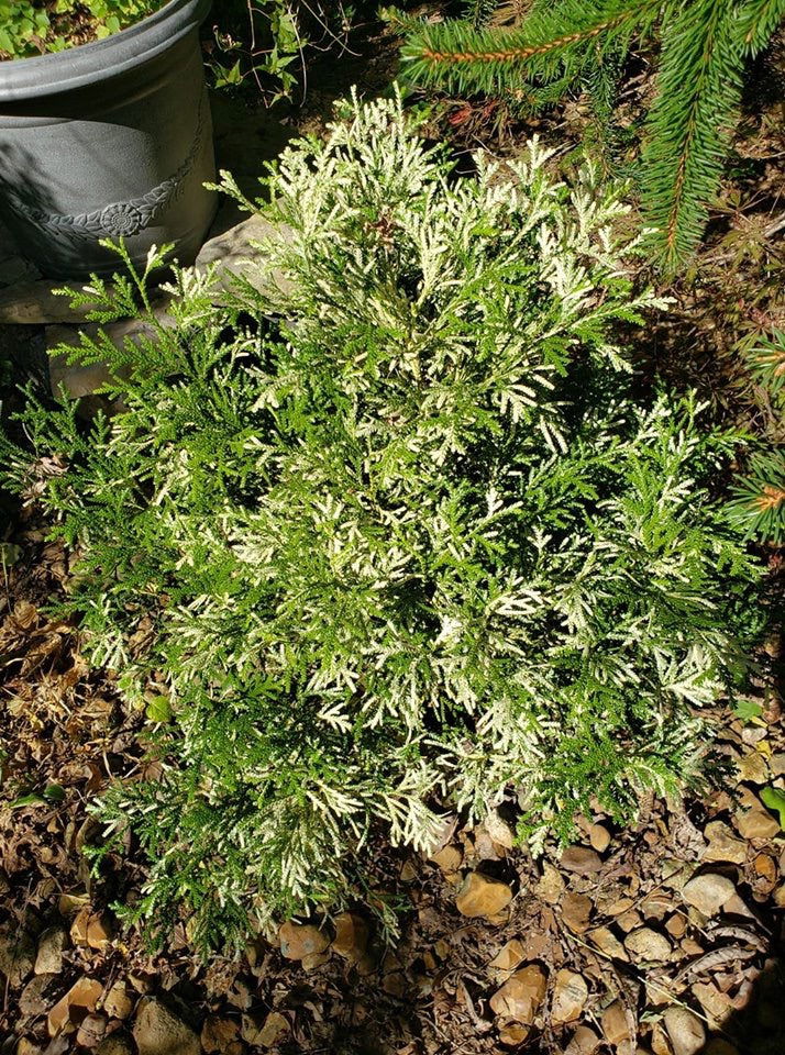 Thujopsis dolabrata 'Variegata' Vareigated Japanese Asunaro - Mr Maple │ Buy Japanese Maple Trees