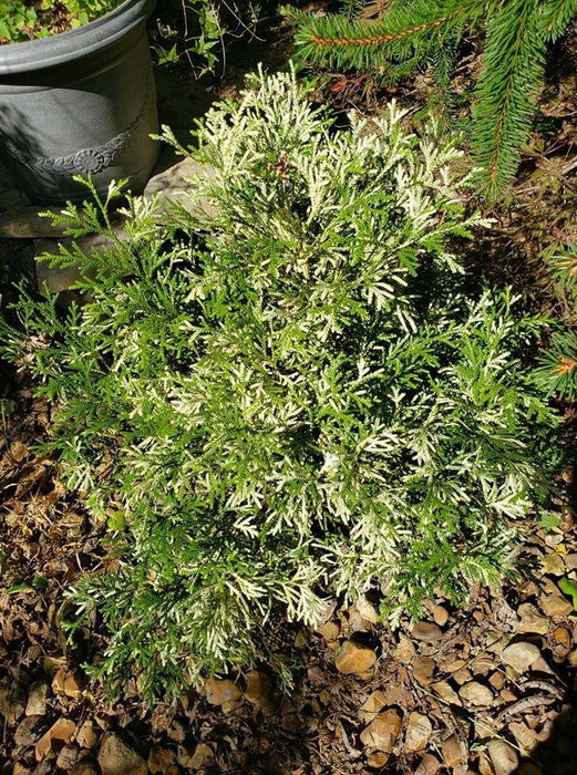 Thujopsis dolabrata 'Variegata' Vareigated Japanese Asunaro - Mr Maple │ Buy Japanese Maple Trees