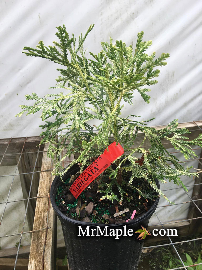 Thujopsis dolabrata 'Variegata' Vareigated Japanese Asunaro - Mr Maple │ Buy Japanese Maple Trees