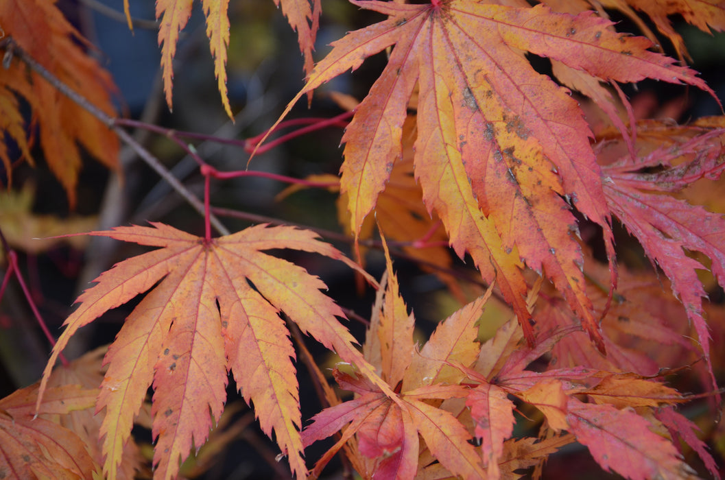 FOR PICKUP ONLY | Acer palmatum 'Tiger Rose' Japanese Maple | DOES NOT SHIP