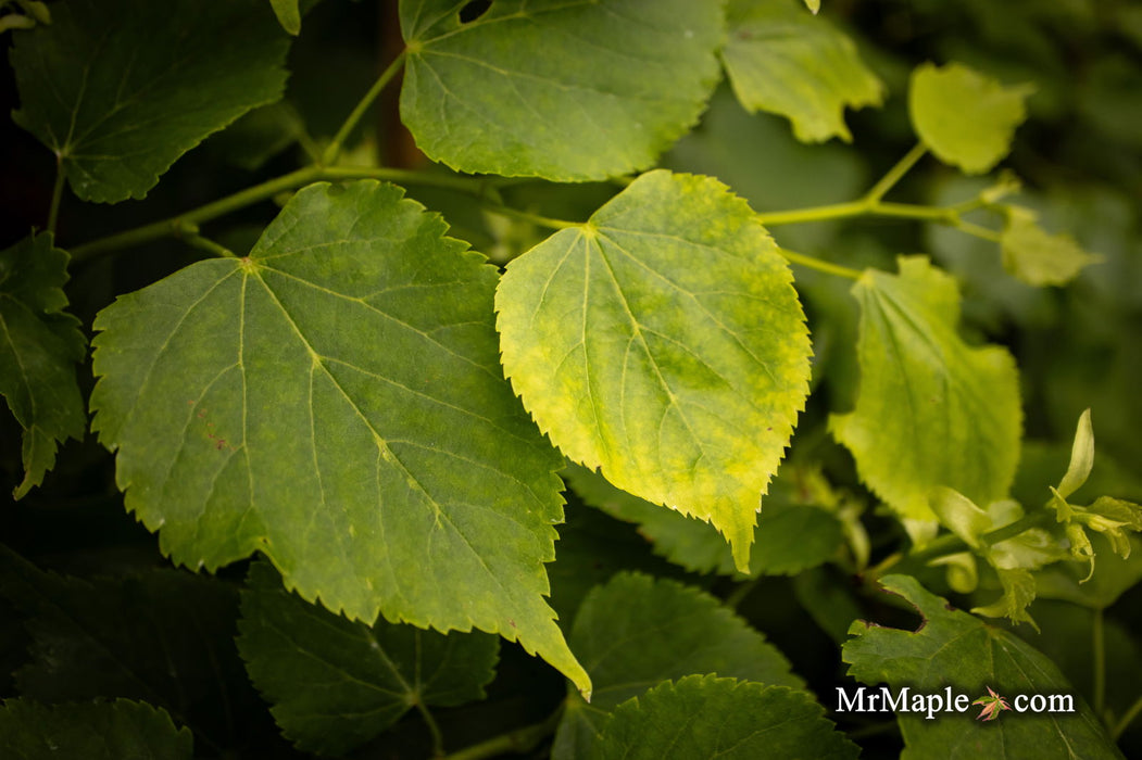 Tilia cordata 'Dwarf Weeper' Weeping Little Leaf Linden - Mr Maple │ Buy Japanese Maple Trees