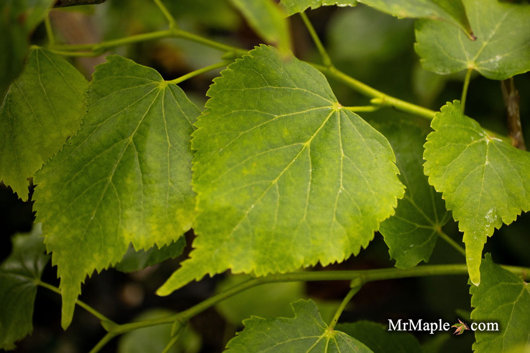 Tilia cordata 'Dwarf Weeper' Weeping Little Leaf Linden - Mr Maple │ Buy Japanese Maple Trees