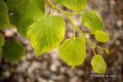 Tilia cordata 'Dwarf Weeper' Weeping Little Leaf Linden - Mr Maple │ Buy Japanese Maple Trees