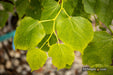 Tilia cordata 'Dwarf Weeper' Weeping Little Leaf Linden - Mr Maple │ Buy Japanese Maple Trees