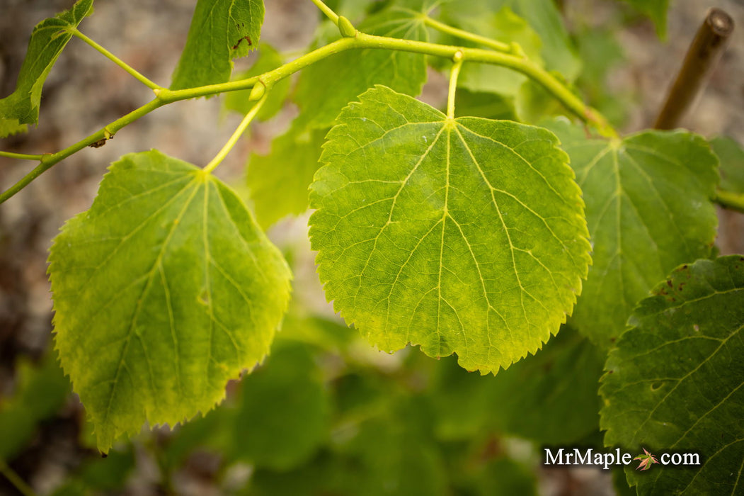 Tilia cordata 'Dwarf Weeper' Weeping Little Leaf Linden - Mr Maple │ Buy Japanese Maple Trees