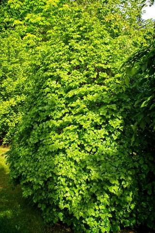 Tilia cordata 'Lico' Dwarf Little Leaf Linden - Mr Maple │ Buy Japanese Maple Trees