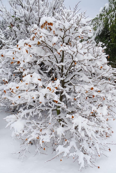 Tilia cordata 'Lico' Dwarf Little Leaf Linden - Mr Maple │ Buy Japanese Maple Trees