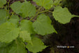 Tilia cordata 'Lico' Dwarf Little Leaf Linden - Mr Maple │ Buy Japanese Maple Trees