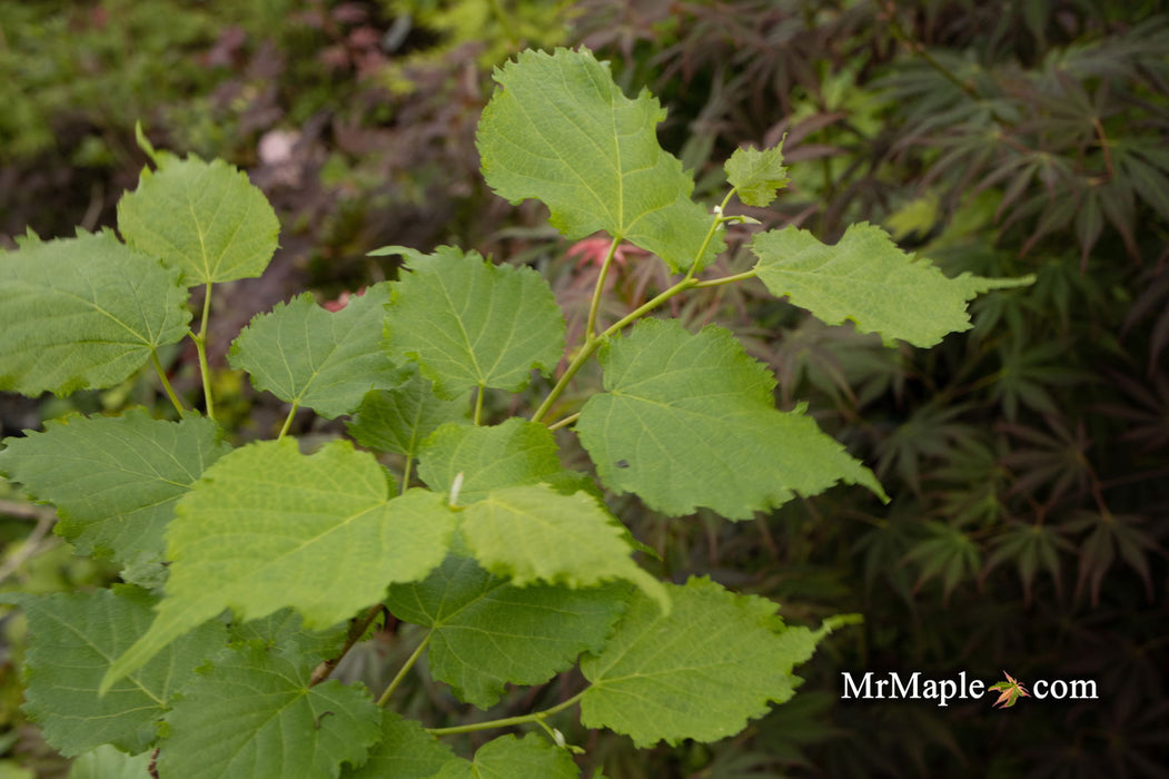 Tilia cordata 'Lico' Dwarf Little Leaf Linden - Mr Maple │ Buy Japanese Maple Trees