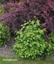 Tilia cordata 'Monto' Dwarf Little Leaf Linden - Mr Maple │ Buy Japanese Maple Trees