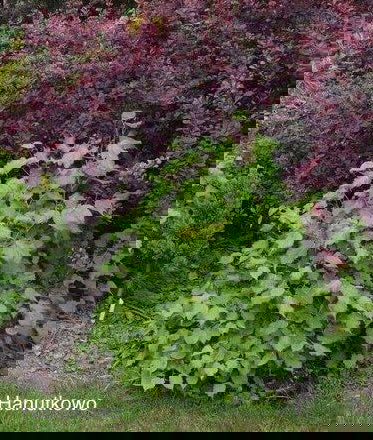 Tilia cordata 'Monto' Dwarf Little Leaf Linden - Mr Maple │ Buy Japanese Maple Trees