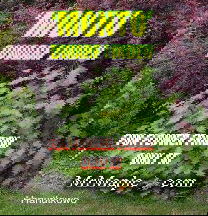 Tilia cordata 'Monto' Dwarf Little Leaf Linden - Mr Maple │ Buy Japanese Maple Trees