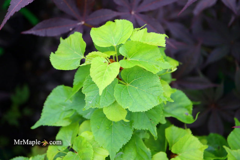 Tilia cordata 'Monto' Dwarf Little Leaf Linden - Mr Maple │ Buy Japanese Maple Trees