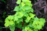 Tilia cordata 'Monto' Dwarf Little Leaf Linden - Mr Maple │ Buy Japanese Maple Trees