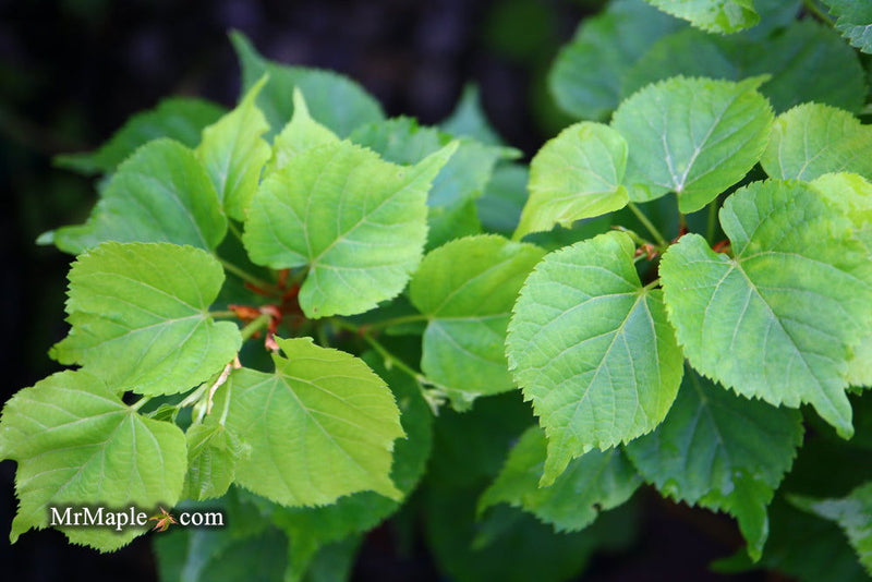 Tilia cordata 'Monto' Dwarf Little Leaf Linden - Mr Maple │ Buy Japanese Maple Trees