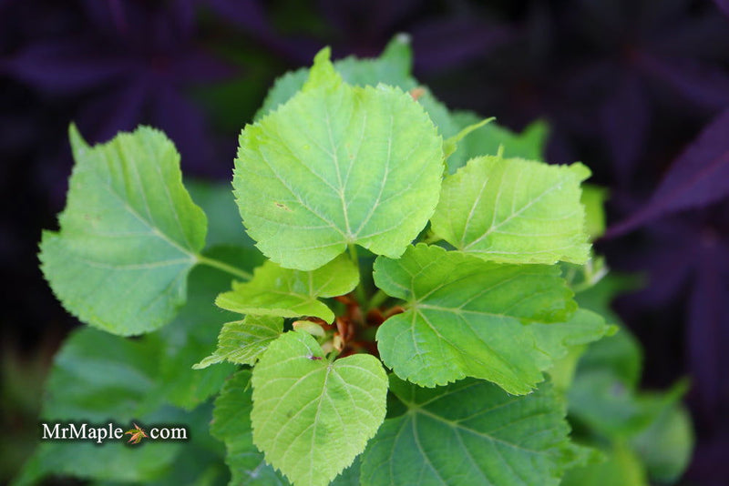 Tilia cordata 'Monto' Dwarf Little Leaf Linden - Mr Maple │ Buy Japanese Maple Trees