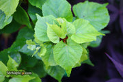 Tilia cordata 'Monto' Dwarf Little Leaf Linden - Mr Maple │ Buy Japanese Maple Trees