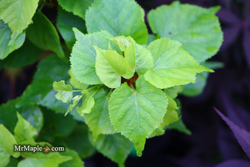 Tilia cordata 'Monto' Dwarf Little Leaf Linden - Mr Maple │ Buy Japanese Maple Trees