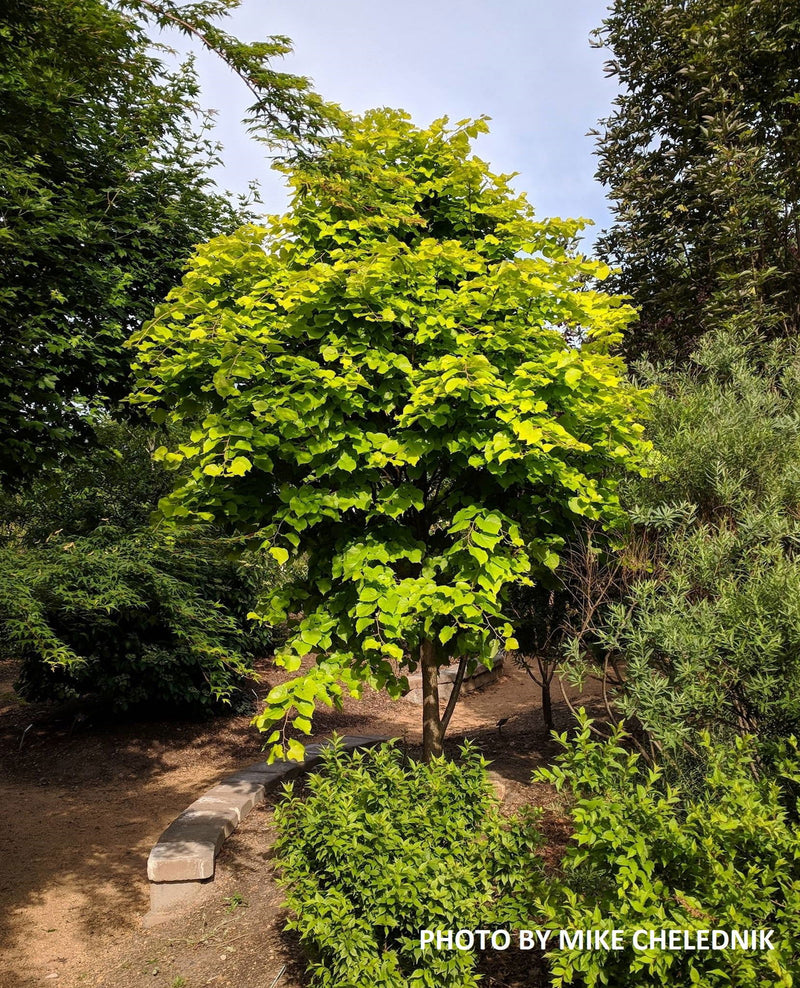 Tilia cordata 'Shibamichi Gold' Golden Little Leaf Lindon - Mr Maple │ Buy Japanese Maple Trees