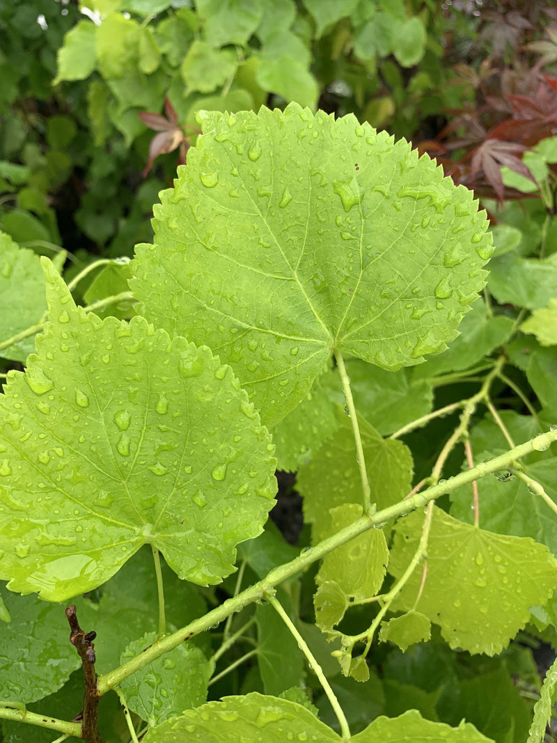 Tilia cordata 'Shibamichi Gold' Golden Little Leaf Lindon - Mr Maple │ Buy Japanese Maple Trees