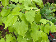 Tilia cordata 'Shibamichi Gold' Golden Little Leaf Lindon - Mr Maple │ Buy Japanese Maple Trees
