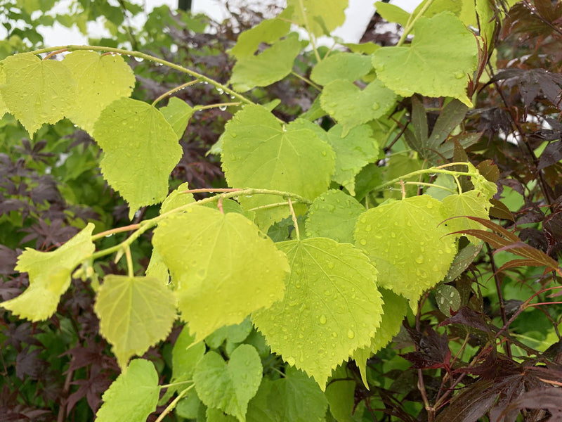 Tilia cordata 'Shibamichi Gold' Golden Little Leaf Lindon - Mr Maple │ Buy Japanese Maple Trees