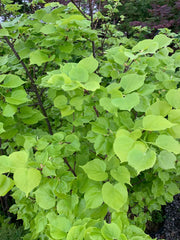 Tilia cordata 'Shibamichi Gold' Golden Little Leaf Lindon - Mr Maple │ Buy Japanese Maple Trees