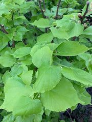 Tilia cordata 'Shibamichi Gold' Golden Little Leaf Lindon - Mr Maple │ Buy Japanese Maple Trees