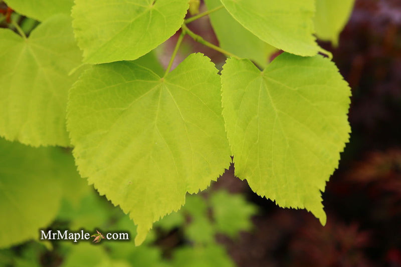 Tilia cordata 'Shibamichi Gold' Golden Little Leaf Lindon - Mr Maple │ Buy Japanese Maple Trees