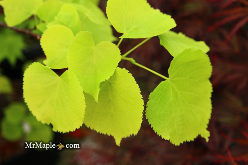Tilia cordata 'Shibamichi Gold' Golden Little Leaf Lindon - Mr Maple │ Buy Japanese Maple Trees