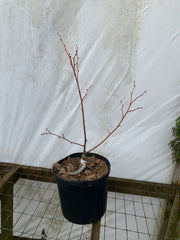 Tilia cordata 'Winter Orange' Orange Bark Little Leaf Linden - Mr Maple │ Buy Japanese Maple Trees