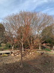 Tilia cordata 'Winter Orange' Orange Bark Little Leaf Linden - Mr Maple │ Buy Japanese Maple Trees