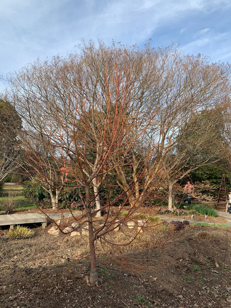 Tilia cordata 'Winter Orange' Orange Bark Little Leaf Linden - Mr Maple │ Buy Japanese Maple Trees