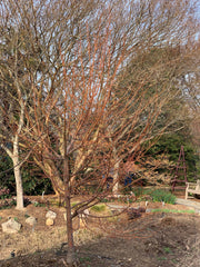 Tilia cordata 'Winter Orange' Orange Bark Little Leaf Linden - Mr Maple │ Buy Japanese Maple Trees