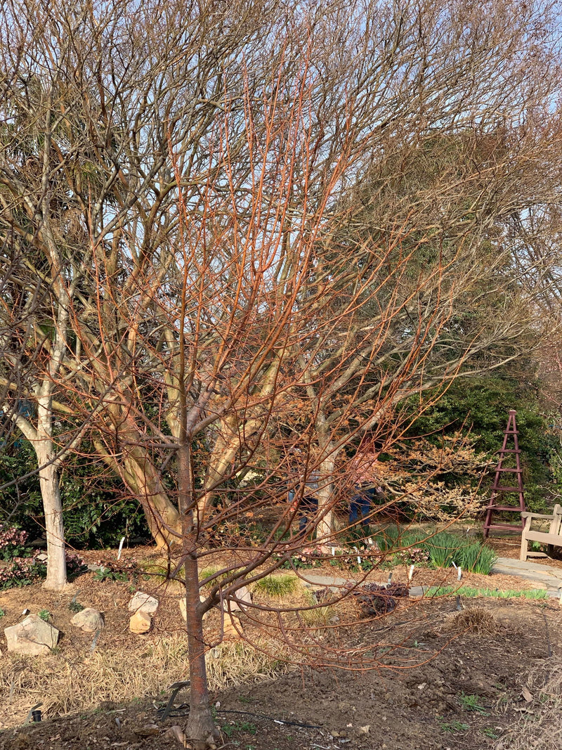 Tilia cordata 'Winter Orange' Orange Bark Little Leaf Linden - Mr Maple │ Buy Japanese Maple Trees