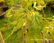 Tilia platyphyllos x euchora 'Henryk Eder' Dwarf Cut-Leaf Linden - Mr Maple │ Buy Japanese Maple Trees