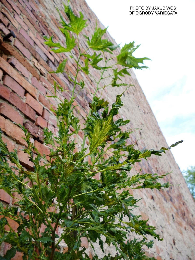 Tilia platyphyllos x euchora 'Henryk Eder' Dwarf Cut-Leaf Linden - Mr Maple │ Buy Japanese Maple Trees